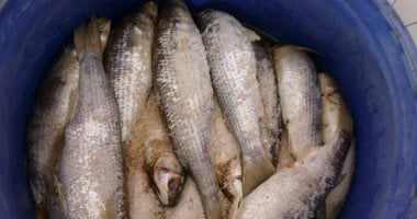ضبط 5 أطنان أسماك مجمدة فاسدة بالدقهلية