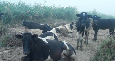 بالصور.. عشرات الأبقار ترعى على حشائش برك الصرف الصحى بالخارجة