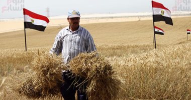 موسم حصاد القمح بالإسماعيلية والتشغيل الفعلي لصوامع القنطرة شرق