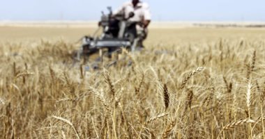 زراعة الدقهلية: زيادة فى كمية القمح المورد عن العام الماضى