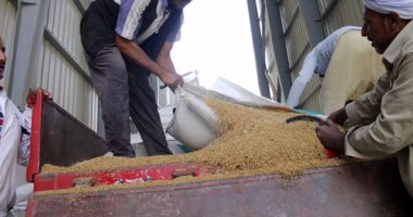 مصر تسعى لشراء كمية غير محددة من القمح للشحن 11-20 ديسمبر