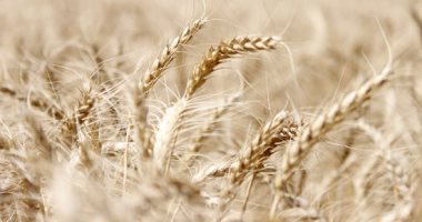 صادرات الاتحاد الأوروبى من القمح اللين لموسم 2019-2020 تزيد 64%