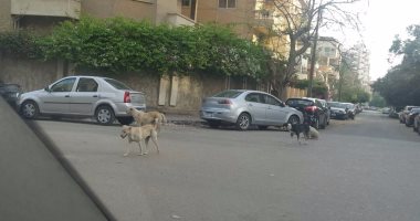 أهالى شارع محمود أبو العنين فى مصر الجديدة يشكون من انتشار الكلاب الضالة