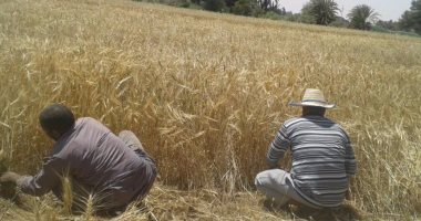 بالفيديو والصور.. معاناة صغار المزارعين بالوادى الجديد من الحصاد اليدوى