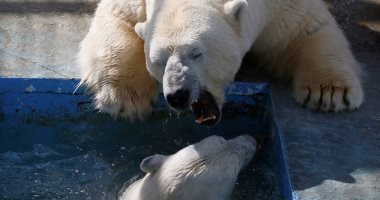 بالصور.. لقطات من يوميات الدببة القطبية فى حديقة حيوان روسية