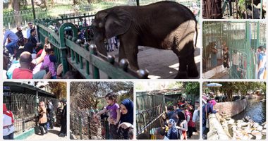 فيديو وصور.. حديقة الحيوان بالجيزة: 32 آلاف زائر حتى الآن فى احتفالات شم النسيم