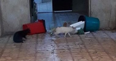 بالفيديو.. قطط وحمامات بدون إضاءة فى مستشفى الحميات العام بالزقازيق