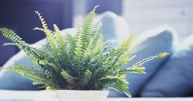 4 نصائح لتنقية الهواء داخل منزلك.. "النباتات المنزلية والسجاد المنخفض"