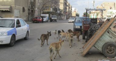 بالصور.. الكلاب الضالة تنتشر بشوارع بورسعيد والأهالى يستغيثون بالمسئولين
