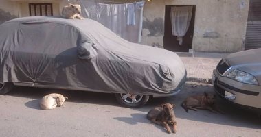 بالفيديو.. قارئ يشكو الكلاب الضالة فى مدينة بور فؤاد ببورسعيد
