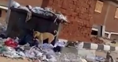 بالفيديو.. القمامة والكلاب الضالة تحاصر شوارع المجاورة الرابعة بمدينة بدر