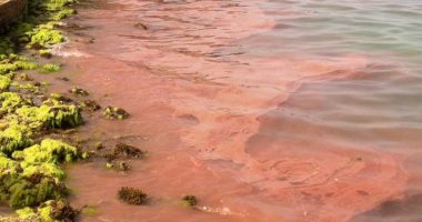 بالصور.. "محميات البحر الأحمر": لا وجود لتلوث بترولى شمال الغردقة