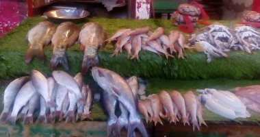 غرفة القاهرة التجارية: انخفاض أسعار الأسماك 40 % لزيادة المعروض بالأسواق