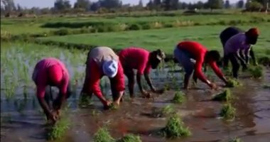 18 محافظة ممنوعة من زراعة الأرز العام الحالى تعرف عليها اليوم السابع