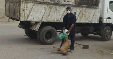 إعدام 162 كلبا ضالا فى حملة للطب البيطرى بالفيوم
