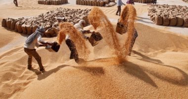 الصناعات الغذائية: هبوط الأسعار العالمية للقمح وصعود الشعير والذرة الصفراء