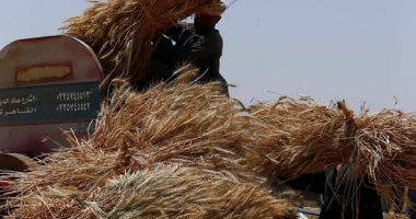 رويترز: مصر تشترى 180 ألف طن من القمح الروسى فى مناقصة