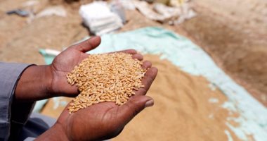 هيئة السلع التموينية: شراء 360 ألف طن من القمح فى مناقصة