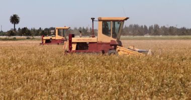 وزارة التموين: الدولة تدفع 16 مليار جنيه لشراء القمح المحلى من المزارعين