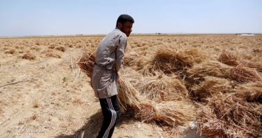 بلومبرج: مصر تواصل شراء القمح الأمريكى.. وجارى إرسال أول شحنة منذ يناير