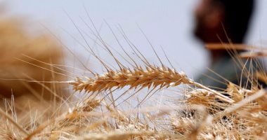 ننفرد بنشر تقرير فحص عينة القمح الفرنسى المحتوية على بذور الخشخاش بسفاجا