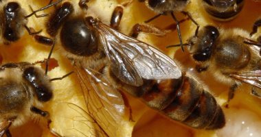 10 توصيات للحفاظ على نحل العسل من ارتفاع الحرارة.. تعرف عليها