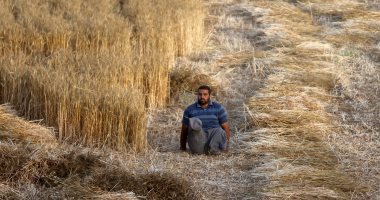 شاب فلسطينى يتحدى إعاقته ويتطوع فى موسم حصاد القمح  