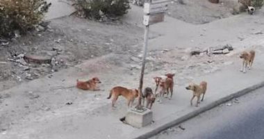 قارئ يشكو من الكلاب الضالة فى شارع الخربوطلى بالزيتون
