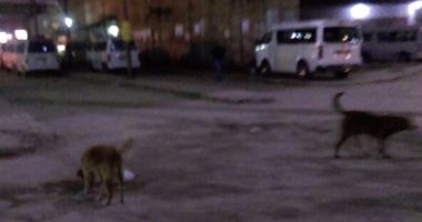 الكلاب الضالة تهدد المارة فى موقف سيارات المحافظات بالمرج الجديدة