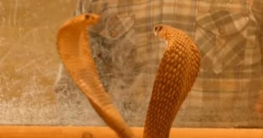 بالفيديو.. "مروض الكوبرا" يكشف أخطر المواقف التى واجهته وكيفية تربية الثعابين