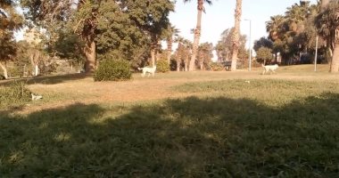 قارئ يشكو انتشار الكلاب داخل الحديقة الدولية فى مدينة نصر 