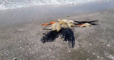 بالصور.. ظهور طيور نافقة على شاطئ بورسعيد وأخرى ملفوفة بأكياس