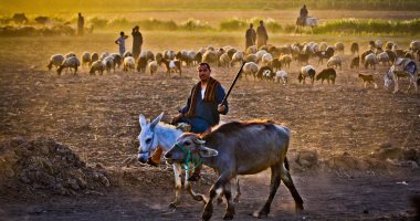 الكاميرا تتحدث.. القمح اللى فى جناين مصر.. موسم خزين ومرعى للأغنام