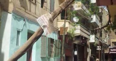 سقوط شجرة على أسلاك الكهرباء يهدد أطفال "زفتى"
