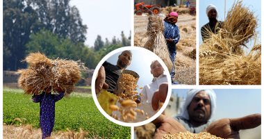 "الزراعة": ارتفاع مساحة زراعات القمح لـ 3 ملايين و275 ألف فدان لأول مرة 