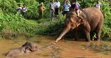 بالصور.. محاولة انقاذ فيل غارق فى بركة فى الهند