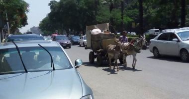 "عربة كارو" تتحدى القوانين وتسير فى شارع جسر السويس وسط غياب المرور