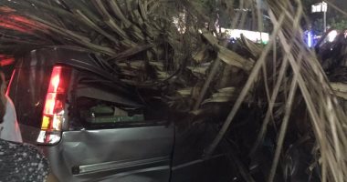 تهشم سيارتين سقطت عليهما شجرة فى شارع الجيش بالوايلى