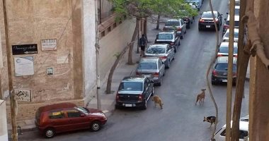 أهالى شارع كفر عبده بالإسكندرية يشكون من تفشى ظاهرة الكلاب الضالة