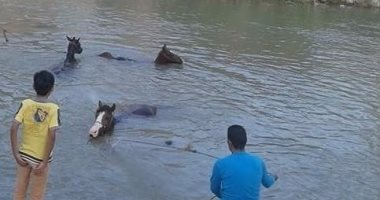 مصدر مياه الشرب بالسويس يتحول لمكان استحمام للماشية.. والمحافظ: المياه سليمة