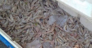 تموين الإسماعيلية: طرح أسماك القناة فى معرض السلع بأسعار مخفضة