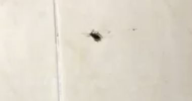 بالصورة .. الحشرات داخل غرفة العناية المركز فى مستشفى جامعة طنطا