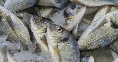 انخفاض أسعار الأسماك بجنوب سيناء