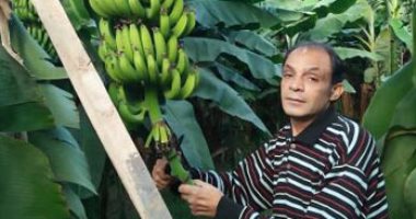 "الزراعة": حملة لمكافحة أمراض الموز والتوعية باستخدام الرى الحديث