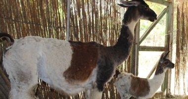 بالصور.. "الزراعة": 7 ولادات حديثة بحديقة حيوان الجيزة تستقبل زوار العيد