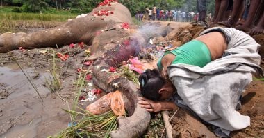 بالصور.. وفاة فيل صعقا بالكهرباء فى أحد الغابات بالهند