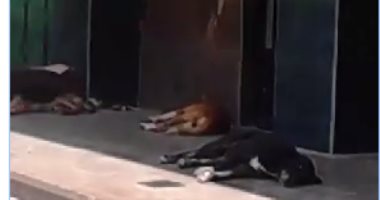 بالفيديو.. قارئ يرصد انتشار الكلاب أمام معهد القلب الجديد بإمبابة