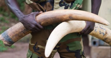 الإندبندنت: مقاتلو بوكو حرام يحصلون على التمويل من بيع "أنياب" الأفيال النادرة
