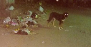 بالصور.. انتشار الكلاب الضالة فى شارع الأصبغ بالزيتون 