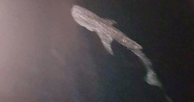 ننشر صور القرش "بهلول" بعد ظهوره فى البحر الأحمر